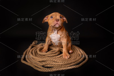 在演播室的黑色背景上，一只美国斗牛犬坐在一根黄麻绳索上