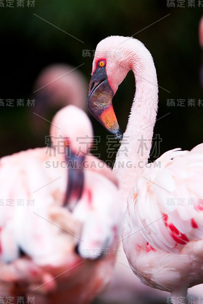 火烈鸟