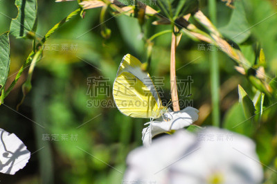 巴尔干绿色脉白色的野花