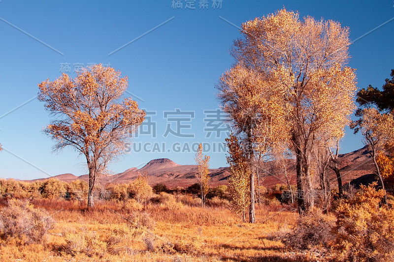 一片草地和金色的秋叶上的棉白杨树在晴朗的蓝天下。