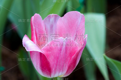 郁金香花