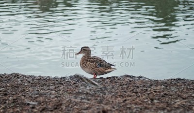 湖边的野鸭