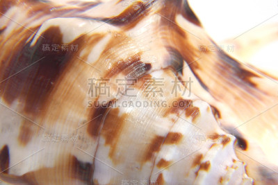 海贝宏观视图纹理