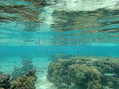 浮潜在关岛