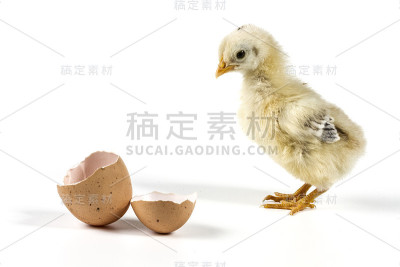 小鸡肉
