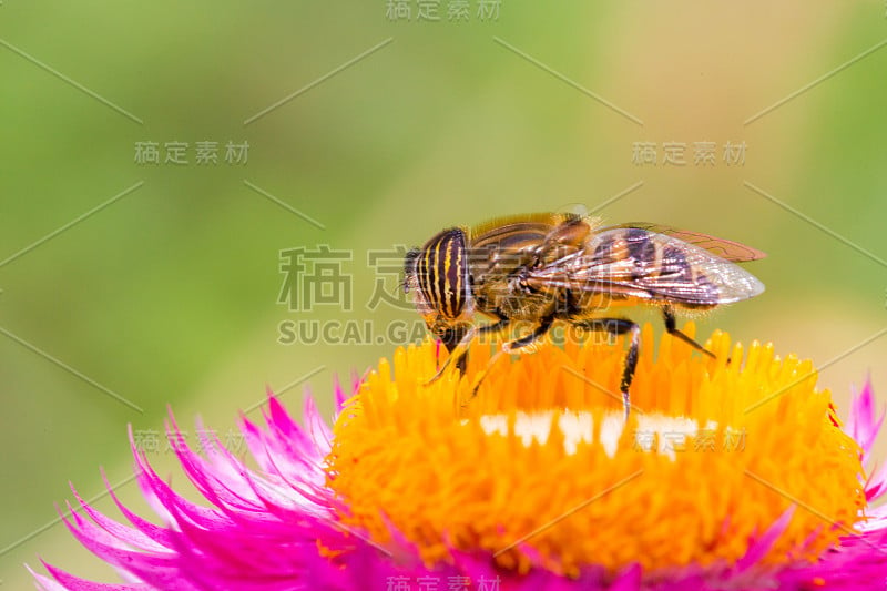 花和bee2