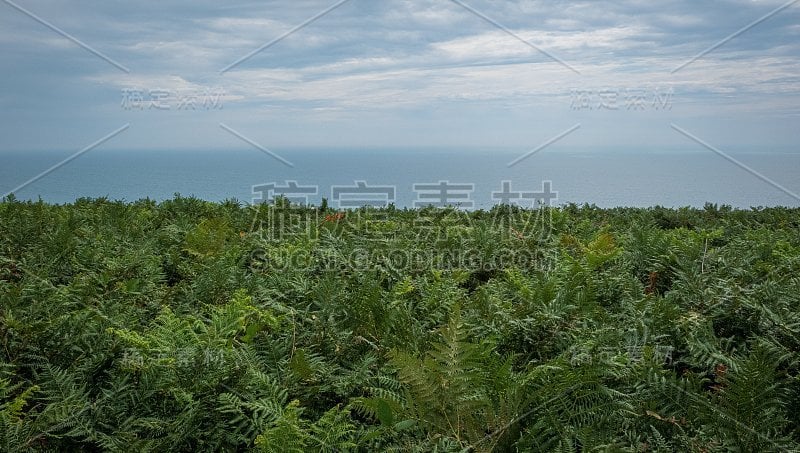 山上的绿色田野，背景是英吉利海峡和英国的乡村。英国多塞特侏罗纪海岸的金冠。