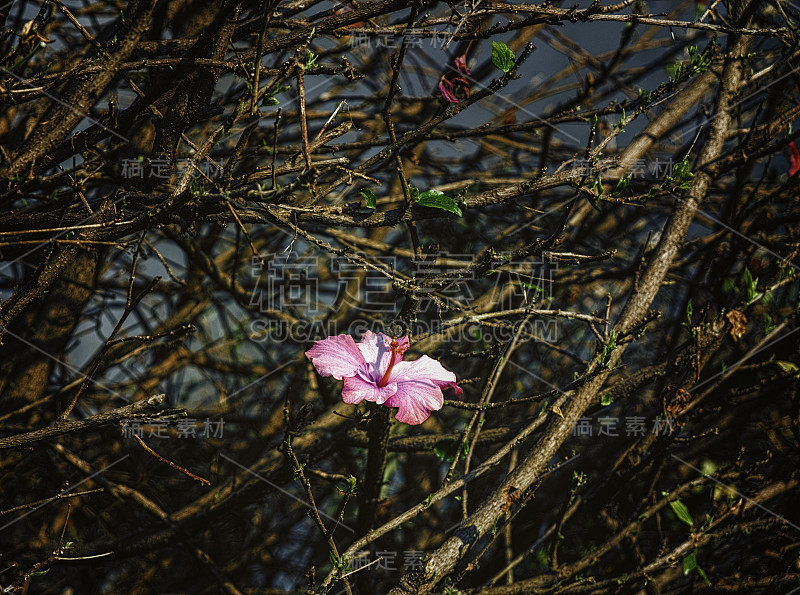 芙蓉花是粉红色的花，第一朵单花，第一朵春花。