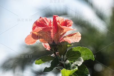 澳洲木槿花有叶