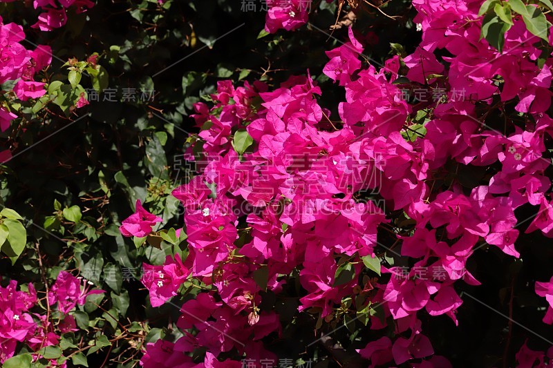 开花叶子花属