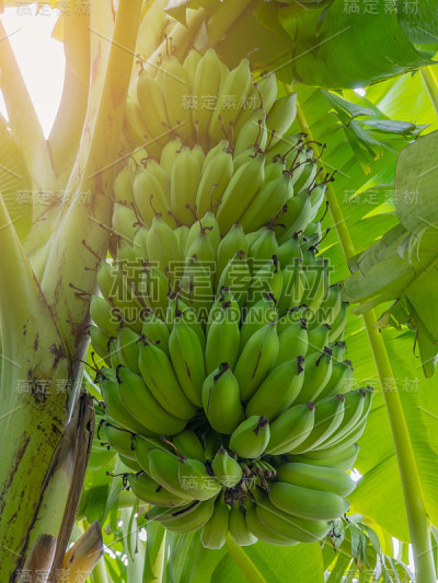 香蕉和香蕉树上的叶子