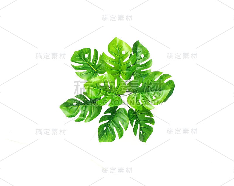 热带怪兽棕榈叶树的背景