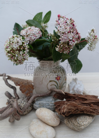 室内装饰盆花鹅卵石贝壳浮木