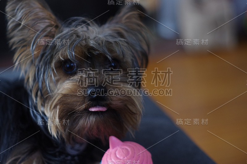 伸出舌头的约克夏梗犬