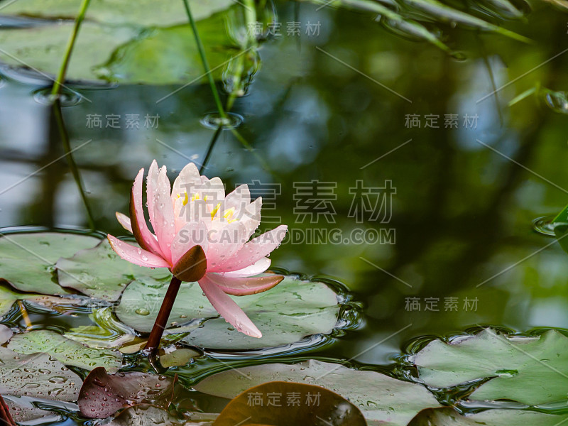 粉红色的睡莲或荷花玫瑰在花园池塘。特写的睡莲与水珠在模糊的绿色水。花景观自然壁纸与复制空间。有选择性