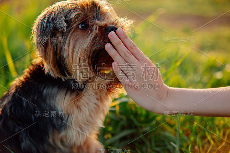 约克郡犬用人类的手拉近了它的主人的距离