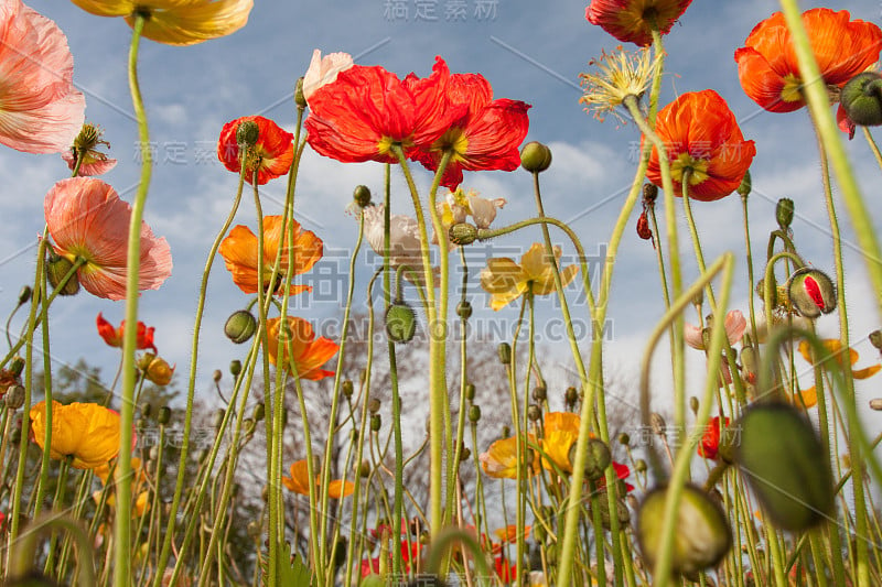 郁金香花之美