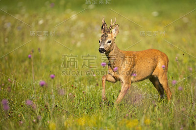 狍子在长满紫罗兰野花的绿草地上靠近