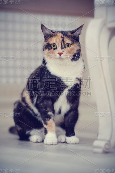 多色的猫