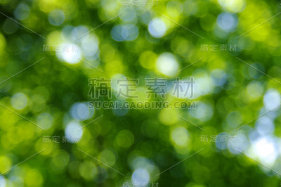 绿色的散景