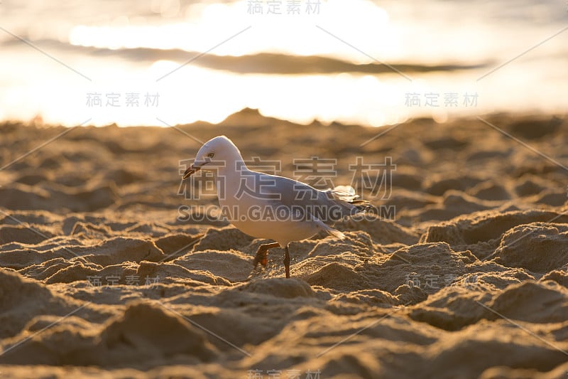 海鸥