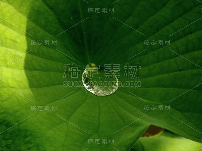 植物园