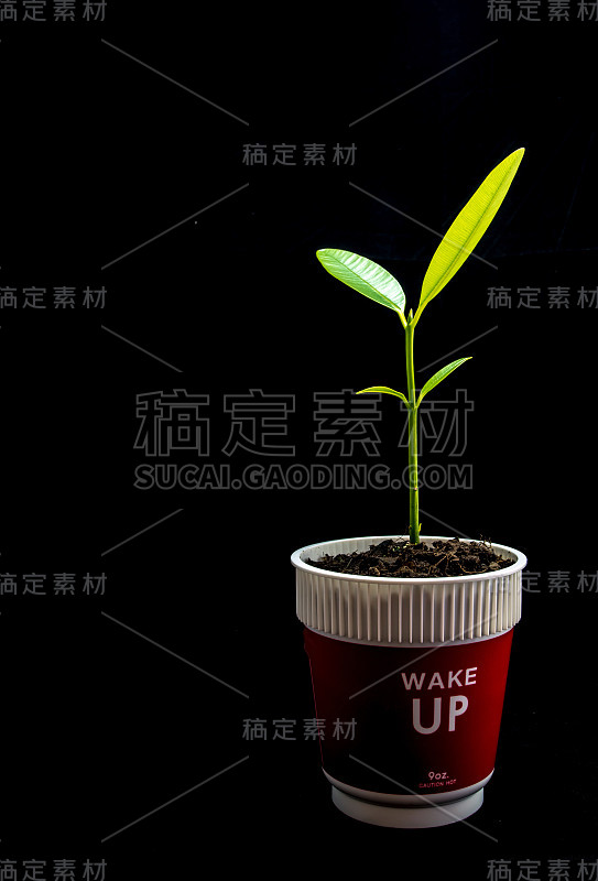 幼植物在塑料杯中播种的芽叶