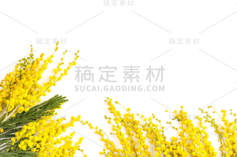 含羞草花以白色为背景，象征三八妇女节快乐