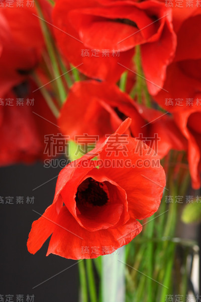一束罂粟