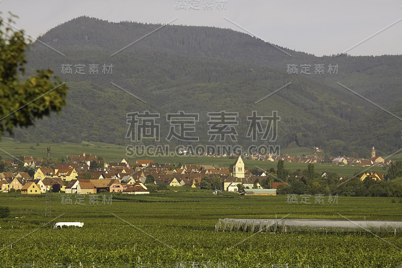 葡萄园周围的一个小镇在阿尔萨斯山谷孚日山在法国