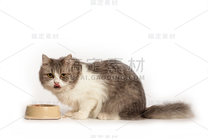 猫吃