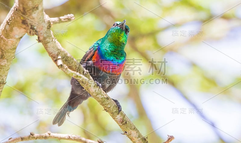 南方双领太阳鸟