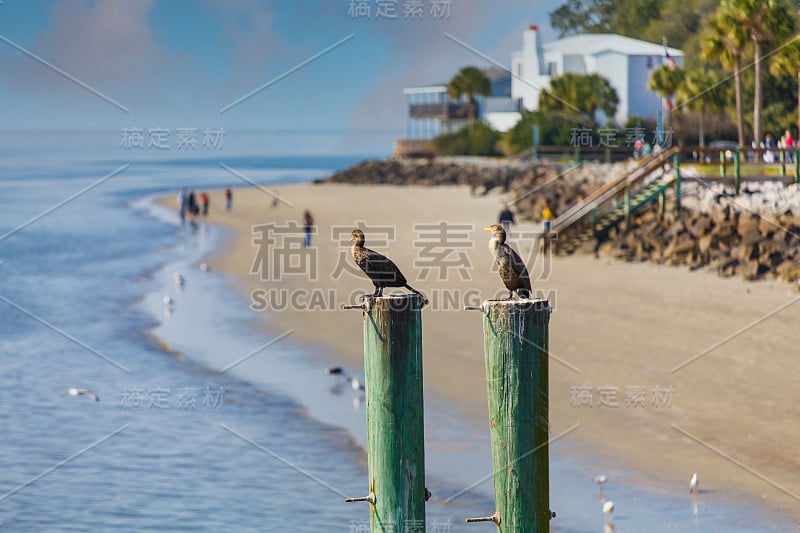 海滩度假村附近的两只海鸟