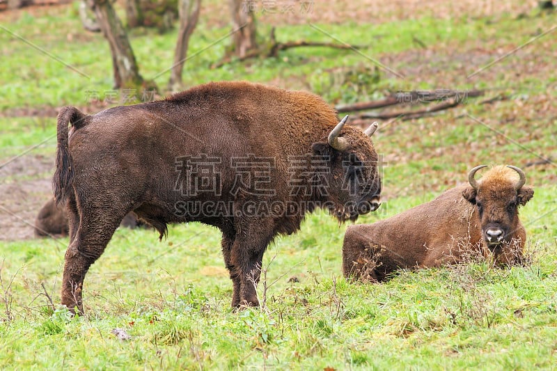 大型欧洲野牛