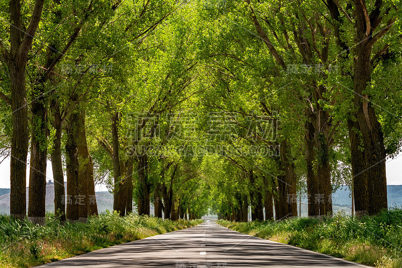 美丽的道路像隧道一样穿过夏天的绿树