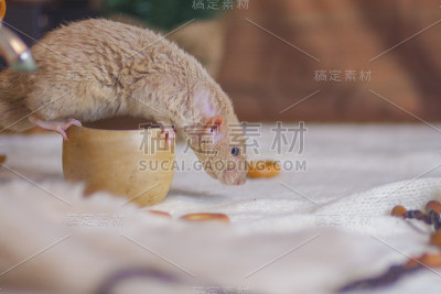 老鼠在白色背景下喝