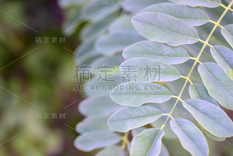 Leaves on a branch of a tree