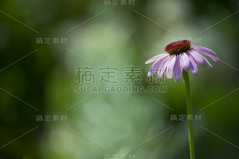 花植物在模糊的背景