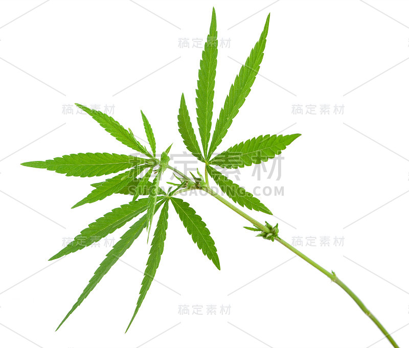 大麻植物