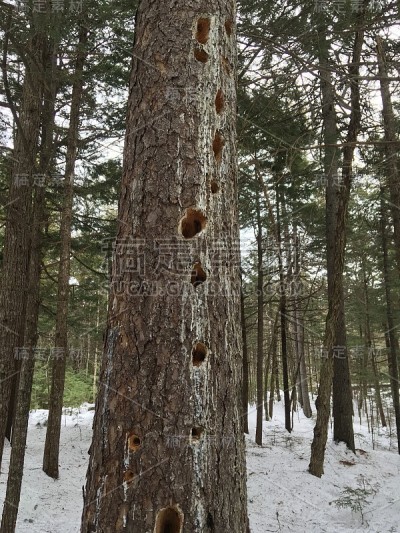 树林里的啄木鸟树