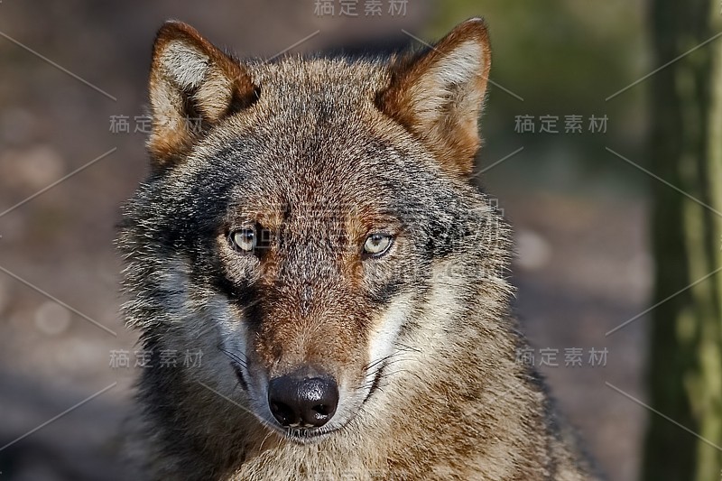 狼，或灰狼，或普通狼。犬属狼疮)。狼——它家族中最大的现代动物之一:它的身体长度(不包括尾巴)可以达