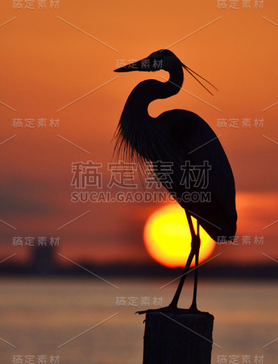 大蓝鹭剪影