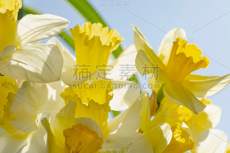 明亮鲜艳的黄色水仙花盛开在阳光下的天空