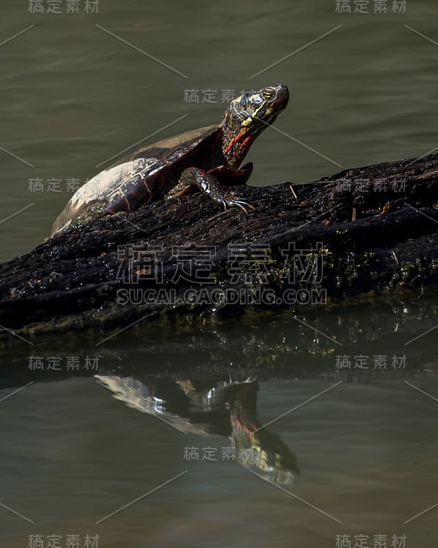 常见的滑块海龟