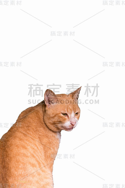 孤立的猫在白色背景上寻找东西