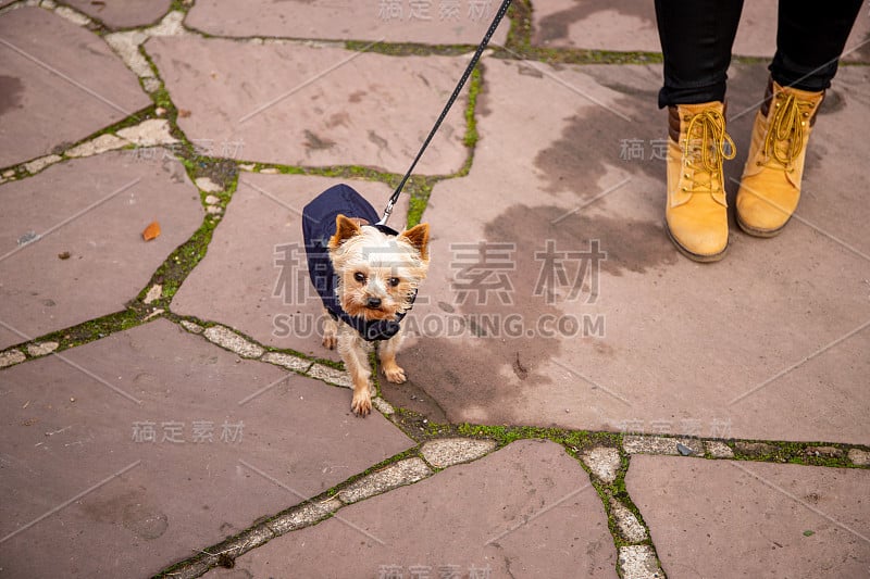 母犬用皮带牵着狗，穿着夹克和鞋子