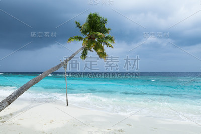 异国情调的棕榈树
