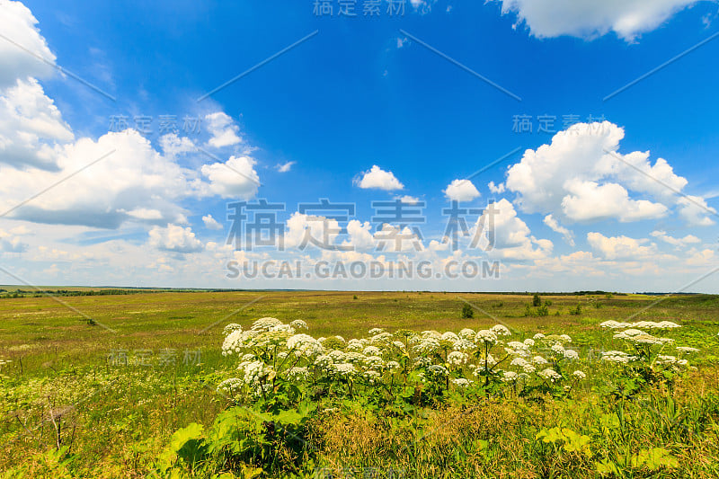 夏日的景色，草地上的绿草和天空