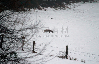 雪中的狐狸