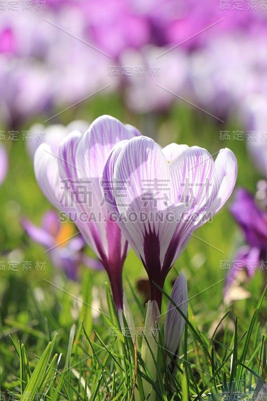 田野上的番红花